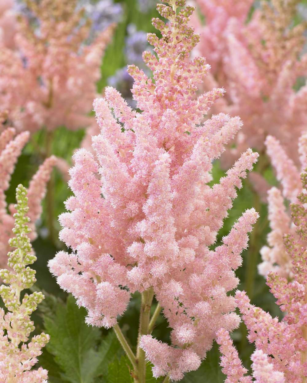 Astilbe 'Vision Inferno'